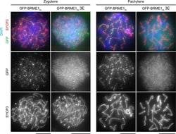 Invitrogen Donkey anti-Rabbit IgG (H+L) Highly Cross-Adsorbed Secondary