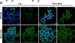 Invitrogen Goat anti-Rabbit IgG (H+L) Secondary Antibody, DyLighT Trade;