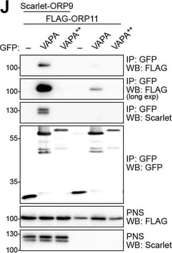 Invitrogen Goat anti-Rabbit IgG (H+L) Cross-Adsorbed Secondary Antibody,