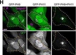 Invitrogen Donkey anti-Mouse IgG (H+L) Highly Cross-Adsorbed Secondary