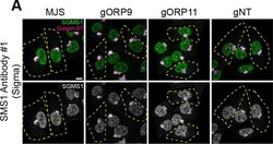 Invitrogen Donkey anti-Rabbit IgG (H+L) Highly Cross-Adsorbed Secondary