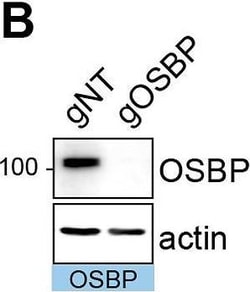 Invitrogen Goat anti-Rabbit IgG (H+L) Cross-Adsorbed Secondary Antibody,