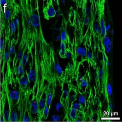 Invitrogen Goat anti-Rabbit IgG (H+L) Cross-Adsorbed Secondary Antibody,
