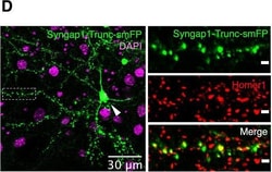 Invitrogen Goat anti-Rabbit IgG (H+L) Cross-Adsorbed Secondary Antibody,