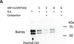 Invitrogen™ Goat anti-Rabbit IgG (H+L) Cross-Adsorbed Secondary Antibody, HRP