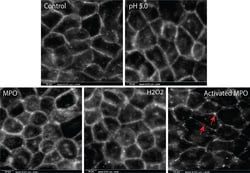Invitrogen™ Goat anti-Rabbit IgG (H+L) Cross-Adsorbed Secondary Antibody, Alexa Fluor™ 568