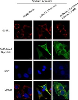 Invitrogen Goat anti-Rabbit IgG (H+L) Secondary Antibody, DyLighT Trade;