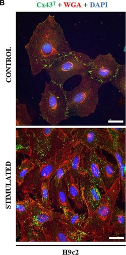 Invitrogen Chicken anti-Rabbit IgG (H+L) Cross-Adsorbed Secondary Antibody,