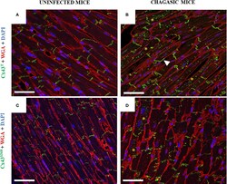 Invitrogen Chicken anti-Rabbit IgG (H+L) Cross-Adsorbed Secondary Antibody,