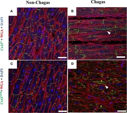 Invitrogen Chicken anti-Rabbit IgG (H+L) Cross-Adsorbed Secondary Antibody,