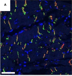 Invitrogen Chicken anti-Rabbit IgG (H+L) Cross-Adsorbed Secondary Antibody,