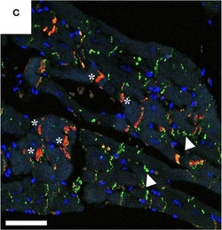 Invitrogen Chicken anti-Rabbit IgG (H+L) Cross-Adsorbed Secondary Antibody,