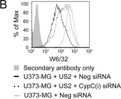 Invitrogen Goat anti-Mouse IgG (H+L) Cross-Adsorbed Secondary Antibody,