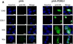 Invitrogen Goat anti-Rat IgG (H+L) Cross-Adsorbed Secondary Antibody, Alexa