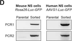 Invitrogen Goat anti-Mouse IgG (H+L) Cross-Adsorbed Secondary Antibody,