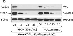 Invitrogen Goat anti-Mouse IgG (H+L) Secondary Antibody, HRP 2 mL; HRP:Antibodies