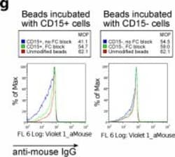 Invitrogen Goat anti-Mouse IgG (H+L) Cross-Adsorbed Secondary Antibody,