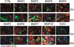Invitrogen Goat anti-Chicken IgY (H+L) Secondary Antibody, Alexa Fluor