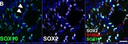 Invitrogen Goat anti-Mouse IgG1 Cross-Adsorbed Secondary Antibody, Alexa