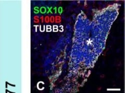 Invitrogen Goat anti-Mouse IgG2b Cross-Adsorbed Secondary Antibody, Alexa