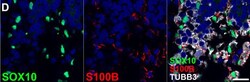 Invitrogen Goat anti-Mouse IgG2b Cross-Adsorbed Secondary Antibody, Alexa