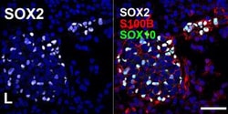 Invitrogen Goat anti-Mouse IgG1 Cross-Adsorbed Secondary Antibody, Alexa