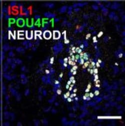 Invitrogen Goat anti-Rabbit IgG (H+L) Highly Cross-Adsorbed Secondary Antibody,