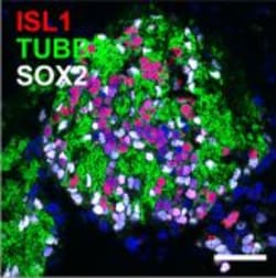 Invitrogen Goat anti-Rabbit IgG (H+L) Highly Cross-Adsorbed Secondary Antibody,