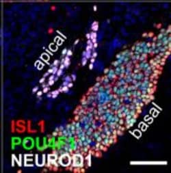 Invitrogen Goat anti-Rabbit IgG (H+L) Highly Cross-Adsorbed Secondary Antibody,