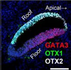 Invitrogen Goat anti-Rabbit IgG (H+L) Highly Cross-Adsorbed Secondary Antibody,