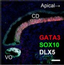 Invitrogen Goat anti-Rabbit IgG (H+L) Highly Cross-Adsorbed Secondary Antibody,