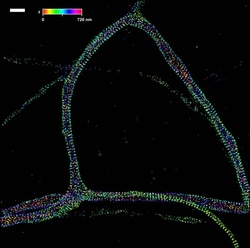 Invitrogen F(ab')2-Goat anti-Mouse IgG (H+L) Cross-Adsorbed Secondary Antibody,