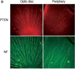Invitrogen Goat anti-Mouse IgG (H+L) Cross-Adsorbed Secondary Antibody,