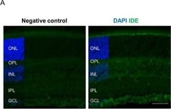 Invitrogen Goat anti-Rabbit IgG (H+L) Cross-Adsorbed Secondary Antibody,