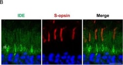 Invitrogen Goat anti-Rabbit IgG (H+L) Cross-Adsorbed Secondary Antibody,