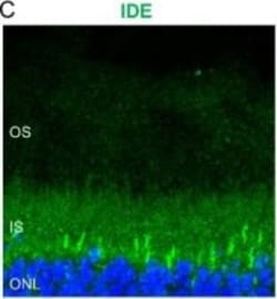 Invitrogen Goat anti-Rabbit IgG (H+L) Cross-Adsorbed Secondary Antibody,