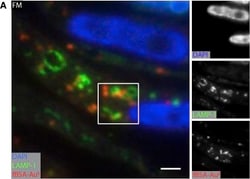 Invitrogen Donkey anti-Mouse IgG (H+L) Highly Cross-Adsorbed Secondary