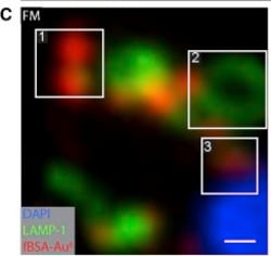 Invitrogen Donkey anti-Mouse IgG (H+L) Highly Cross-Adsorbed Secondary