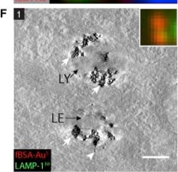 Invitrogen Donkey anti-Mouse IgG (H+L) Highly Cross-Adsorbed Secondary