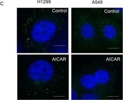 Invitrogen Goat anti-Rabbit IgG (H+L) Cross-Adsorbed Secondary Antibody,