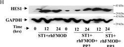Invitrogen Goat anti-Rabbit IgG (H+L) Secondary Antibody, HRP 2 mL; HRP:Antikroppar