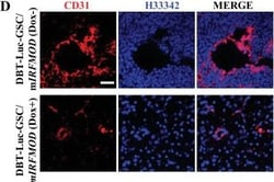 Invitrogen Goat anti-Mouse IgG (H+L) Highly Cross-Adsorbed Secondary Antibody,