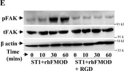 Invitrogen Goat anti-Rabbit IgG (H+L) Secondary Antibody, HRP 2 mL; HRP:Antikroppar