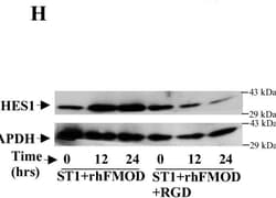 Invitrogen Goat anti-Rabbit IgG (H+L) Secondary Antibody, HRP 2 mL; HRP:Antikroppar