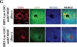 Invitrogen Goat anti-Mouse IgG (H+L) Highly Cross-Adsorbed Secondary Antibody,