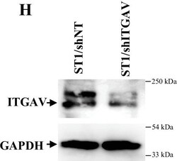 Invitrogen Goat anti-Rabbit IgG (H+L) Secondary Antibody, HRP 2 mL; HRP:Antikroppar