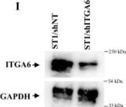 Invitrogen Goat anti-Rabbit IgG (H+L) Secondary Antibody, HRP 2 mL; HRP:Antikroppar