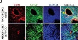 Invitrogen Goat anti-Mouse IgG (H+L) Highly Cross-Adsorbed Secondary Antibody,