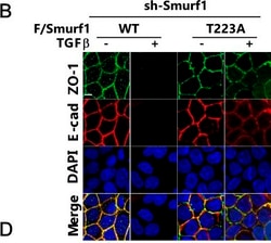 Invitrogen Donkey anti-Mouse IgG (H+L) Highly Cross-Adsorbed Secondary