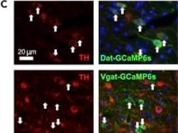 Invitrogen Goat anti-Rabbit IgG (H+L) Cross-Adsorbed Secondary Antibody,